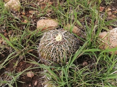Echinofossulocactus phyllacanthus