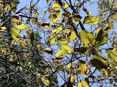 Morus rubra