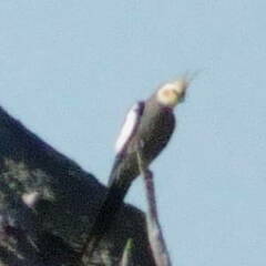 Nymphicus hollandicus