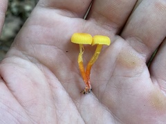 Hygrocybe cantharellus