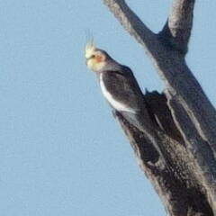 Nymphicus hollandicus