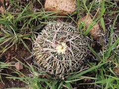 Echinofossulocactus phyllacanthus