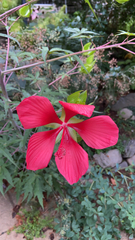 Hibiscus coccineus