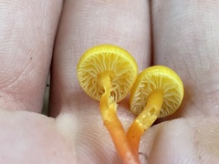 Hygrocybe cantharellus