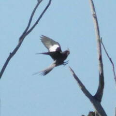 Nymphicus hollandicus