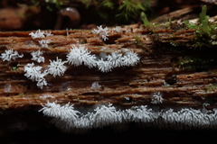Ceratiomyxa