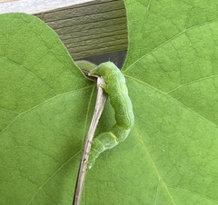 Trichoplusia ni