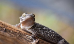Tarentola americana