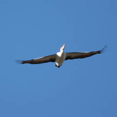 Pelecanus conspicillatus
