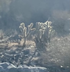 Cylindropuntia ganderi