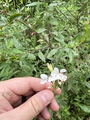 Oenothera filiformis