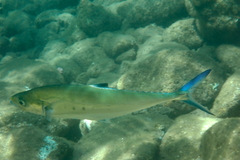 Scomberoides lysan