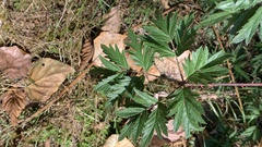 Rubus laciniatus