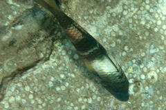 Parupeneus multifasciatus