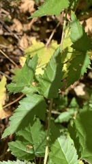 Rubus ursinus