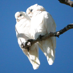 Cacatua sanguinea