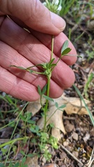 Trifolium willdenovii