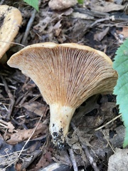 Lactarius