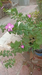 Catharanthus