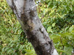 Rhynchonycteris naso