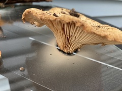 Lactarius