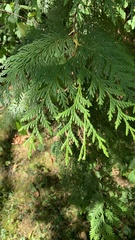 Thuja plicata