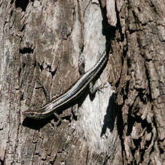 Cryptoblepharus pulcher