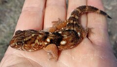 Chondrodactylus angulifer