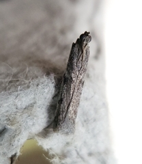 Phycitodes reliquellum