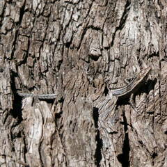 Cryptoblepharus pulcher