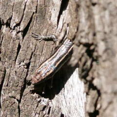 Cryptoblepharus pulcher