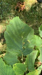 Corylus avellana
