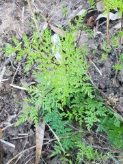 Cheilanthes austrotenuifolia