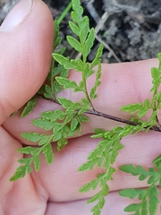 Cheilanthes austrotenuifolia