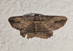 Menophra abruptaria