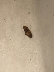 Periplaneta americana