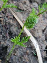 Cheilanthes austrotenuifolia