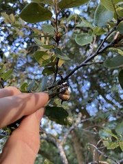 Heteroecus sanctaeclarae