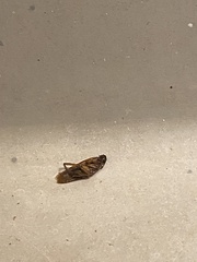 Periplaneta americana