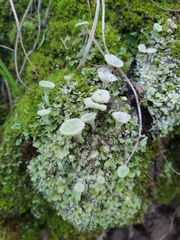 Cladonia pyxidata