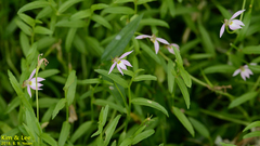 Lobelia chinensis