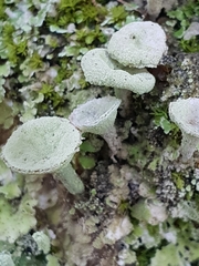 Cladonia pyxidata