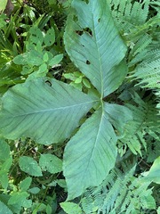 Arisaema triphyllum