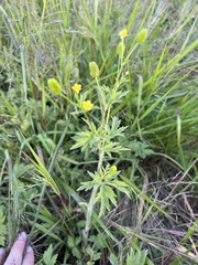 Ranunculus pensylvanicus