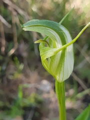 Pterostylis alpina