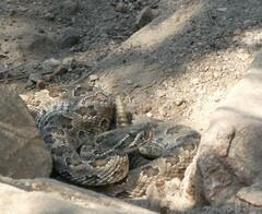 Crotalus viridis