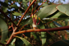 Hakea laurina