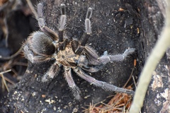 Phormictopus cubensis