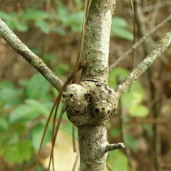 Callirhytis quercuspunctata