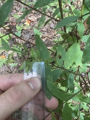 Hypericum nudiflorum